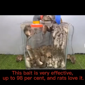 🛡️long lasting rodent control🛡️ rat killer, mouse killer, mouse repellent, 50/100g, rat bait, deratization cream, pest control rodent, rodent control, rat repellent, mouse bait, odorless rat repellent