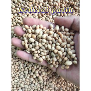 benih biji kacang kedelai putih ( 1 kg )