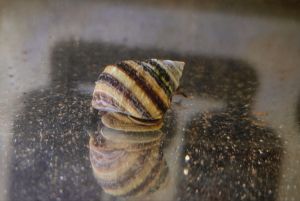 Piano snail (Taia naticoides) | Live animal