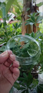 Nắp trực tiếp nhựa PET TRONG phi 90 93 95 98 - UKP/LP đóng chặt chắc Khít