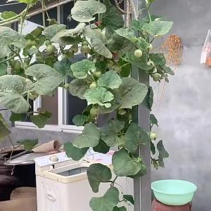 小手捻葫芦种子盆栽四季种植庭院阳台爬藤植物种子室内绿色葫芦籽