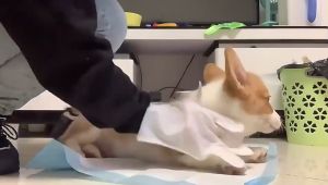 ถุงมืออาบน้ำแมว อาบน้ำแมว อาบน้ำสุนัข ถุงมือสัตว์เลี้ยงแบบใช้แล้วทิ้ง(6ชิ้น/ห่อ) อาบน้ำสัตว์เลี้ยง อาบน้ําแห้งแมว ดับกลิ