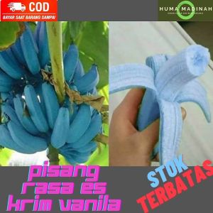 Buah Pisang Biru/Banana Blue Java Asli/Pisang Rasa Es Krim Vanila