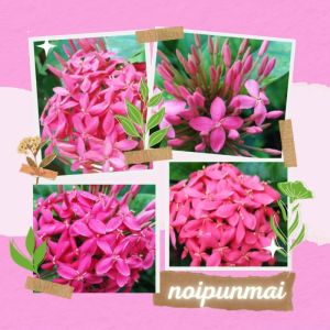 ต้นเข็มดอกใหญ่ ดอกสีชมพู กระถาง 6 นิ้ว ขั้นต่ำ 2 ต้น ส่งพร้อมกระถาง