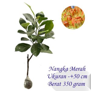 Bibit Tanaman Nangka Merah Nangka Mini / Sayur Nangka Madu Okulasi dan Bibit Nangka Seedling