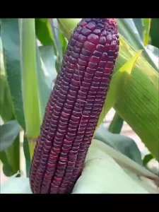 ดาร์คเมล็ดข้าวโพดเมล็ดข้าวโพดผลไม้สายพันธุ์ข้าวโพดหวานเมล็ดข้าวโพด