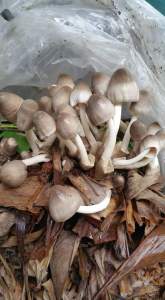 Binhi ng Kabuteng Saging (Volvariela Vulcacea Spawn)