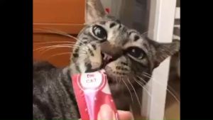 ยกโหล ขนมแมวเลีย Merry Chu ถูกใส่ ไม่เกลือ ไม่เติมตาล 12 แพ็ค