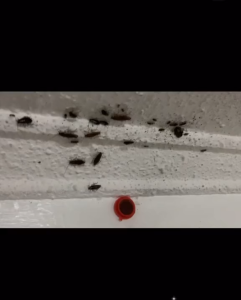 AKITA COCKROACH KILLING GEL BAIT 15s (1 DOZEN)  (Cockroach KillerIpis Killer) Effective And Safe