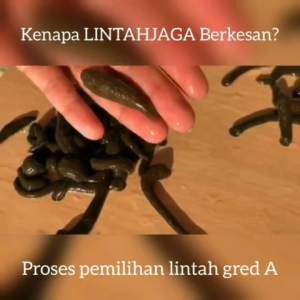 TRUSTED SELLER PATI LINTAH BELACAK LINTAH KING untuk besar panjang tahan lama ঠিকানা সম্পূর্ণ না আমি পোস্ট করব না