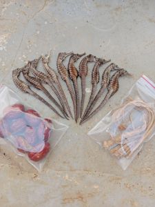 10 con hải mã khô 11cm trà túi lọc