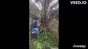 เครื่องแทงปาล์มน้ำมัน เครื่องตัดปาล์มน้ำมัน หัวเกียร์แทงปาล์ม หัวเกียร์ตัดปาล์มน้ำมัน ทนทาน ประหยัดค่าจ้างแรงงาน มีอนุสิทธิบัตร