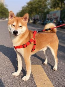 Dây Dắt Thú Cưng Dài 2m