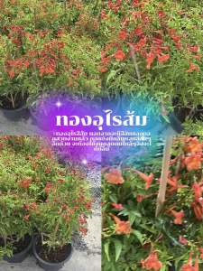 #ทองอุไรสีส้ม นอกจากจะมีสีสันของดอกสวยงามแล้ว ดอกยังมีกลิ่นหอมอ่อนๆอีกด้วย จะต้องใช้จมูกสูดดมใกล้ๆจึงจะได้กลิ่น  #พวงอุไร #สร้อยทอง #ดอกละคร #Gingerthomas Yellow Bells/Yellow Elder/Yellow Trumpet Bush ทองอุไรสปาร์คกี้ ไม้ประดับนำเข้าจากออสเตรเลีย ซึ่งพัฒน