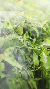 Retractable Height 7200 mAh Desktop Fan Folding Fan Dormitory USB Charging Portable Fan Floor Circulating Fan Charging Fan Case