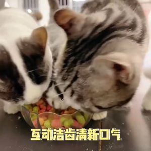 Biskuit Kucing Kitten Camilan Kucing Snack Biskuit Anjing Treats Kucing 100g