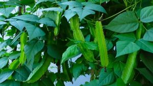 SIGARILYAS SEEDS (15pcs seeds) HIGH YIELD/ EASY TO GROW