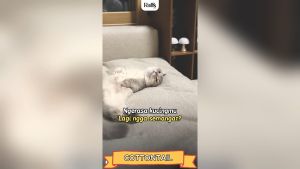 Raffs Pet Multi Vitamin 30ml - Multi Vitamin untuk Hewan