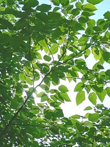 [75KG] Encora Foldable Plastic Stool Portable Folding Step Stool Camping Outdoor Chair Bathroom Bench Kerusi Berlipat 凳子