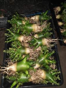 Adenium Arabicum 4”｜Tahan panas akar gemuk pokok sihat & kuat ☀️