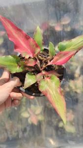 ตรีชฎา บอนสี บอนกาบ Caladium