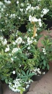 chậu hoa tiểu túc cầu siêu xinh hoa như ảnh