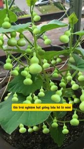 Gói 5 Hạt. Hạt Giống Bầu Hồ Lô Mini