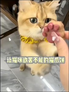 Freeze Dried Raw Meat Biscuit Pet Snack Makanan Kucing Snek Paw Snack Cat Food Treat Hamster 宠物生骨肉零食