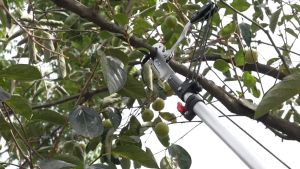 [COD ร้านไทย จัดส่งภายใน 24 ชั่วโมง]3 in 1 กรรไกรตัดกิ่งไม้ใหญ่ กรรไกรตัดกิ่งไม้สูง มีการรับประกันจากผู้ขาย กรรไกรตัดกิ่งด้ามยาว เลื่อยตัดกิ่งไม้สูง ตัดกิ่งไม้สูง