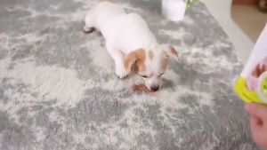 15g/25g Dog Snacks Dog Bone Treats Toy Puppy Dental Chew Bones Toys Pet Teether Molar Bone for Oral Hygiene