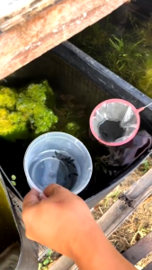 กระชอนตักปลา ที่ตักปลา ทรงกลม กระชอนปลากัด สําหรับตู้ปลา มี 3 ขนาด สีส่งแบบสุ่ม