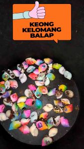 6 keong kelomang warna&gambar random