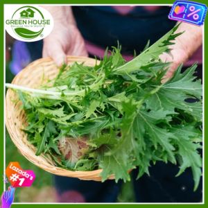 Green House® - MIZUNA LETTUCE / JAPANESE MUSTARD for Planting Vegetable Plants (50 Seed)incl. Planting Instruction