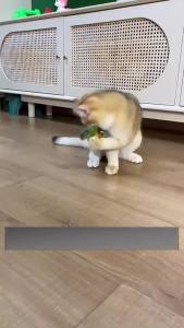 Interactive da Bird Cat Toys Flapping Bird Cat Toy Flying Wings Sparrow Catnip Toys Vivid Chirping Simulation Kitty Toy
