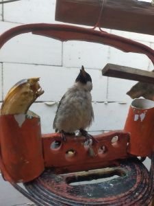 tali burung pikat kutilang emas s