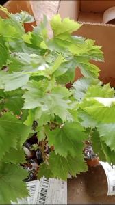 BIBIT ANGGUR IMPORT IFG 29 VARIAN NEW