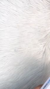 Buku Pelajar Easy English Grammar Belajar Tata Bahasa Inggris Mudah & Praktis Pustaka Arafah