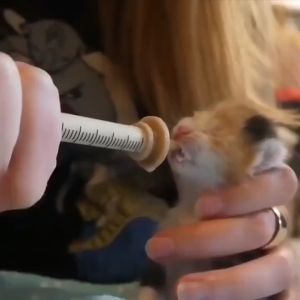 Pet injector feeder 2Pcs Miracle silicone nipples with Feeding injector for kitten puppy dog baby rabbit newborn cat accessories
