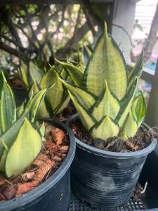 ลิ้นมังกรทอง โกลเด้นฮั่นนี(ไซค์แม่พันธ์)กระถาง 6 นิ้ว G XLฟรอมใหญ่ ไม้มงคล