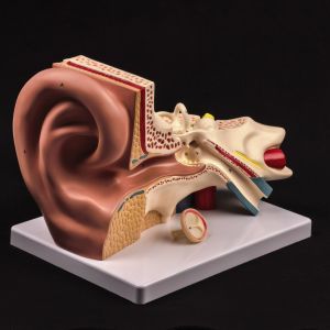 PVC 3 Part Human Ear Anatomy Medical Model Teaching Aid with Removable Sections Structure Model