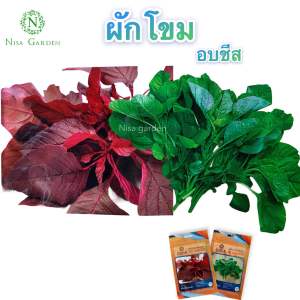 เมล็ดพันธุ์ ผักโขม อบชีส งอกง่าย โตเร็ว