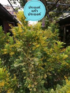 ต้นประยงค์​ แก้วประยงค์ ประยงค์​หลวง ไม้ดอกหอม ไม้ไทยโบราณ ต้นจากกิ่งตอนพร้อมออกดอก