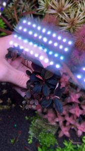 [Aquatic Plant] Bucephalandra Helena TK 2014 Thick Leaf Submerged Rare Plants Buce Bucep Aquarium Aquascaping 老辣椒榕发色