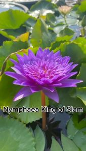 【Sean Planters’】Tropical Waterlily Matured Flowering Live Plant Bare Root Affordable 热带睡莲 开花成熟株 裸根发货 基础价