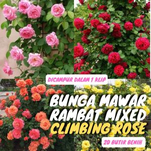 20 Benih Biji Mawar Rambat Climbing Rose Bunga seeds - Mawar Merah Kuning Orange