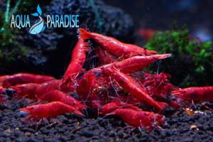 Shrimp Fire Red / Orange火红/南瓜米虾