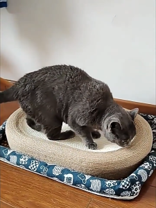 Premium Cat Scratch Board - Durable Plastic Claw Grinding Scratcher for Cats Non-Slip Easy Clean