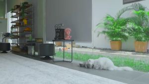 Snack Kucing BIO CREAMY TREAT 60 gr Cemilan