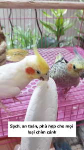 Nang Mực (Xương Mực) Bổ Sung Canxi Cho Chim Vẹt/Yến/Sáo Chuột Hamster Ốc Mượn Hồn Sóc Rùa…