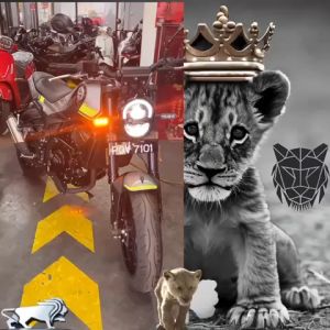 BENELLI Leoncino 250 abs Interchanged model